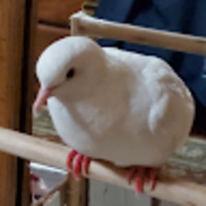 Meet your Posher, Bartolo